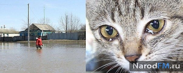 Эту кошку обнаружил спасатель